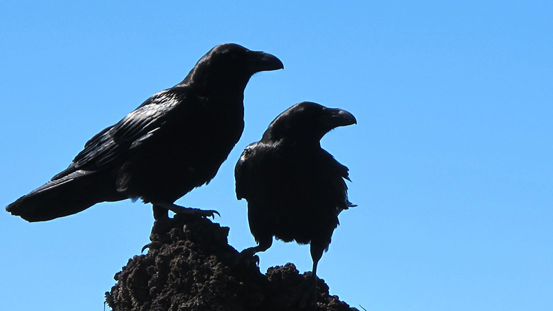 saturn crows
