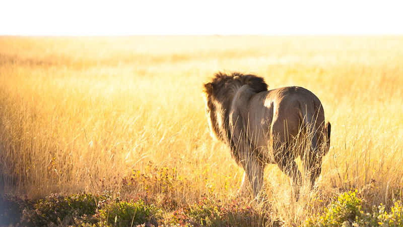 pcblog post 8-18-2015 - lion sunlight