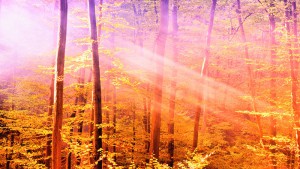 Middle-Joy-Is-Your-Birthright-blog