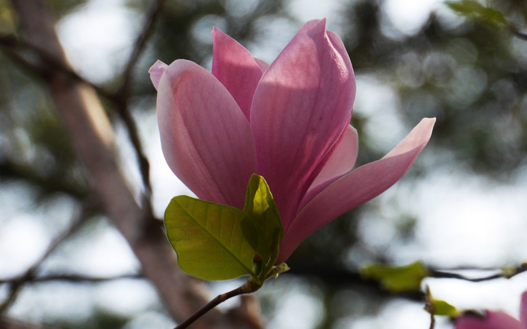 Venus in Taurus Can Bring You Abundant Wealth