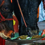 feeding cow