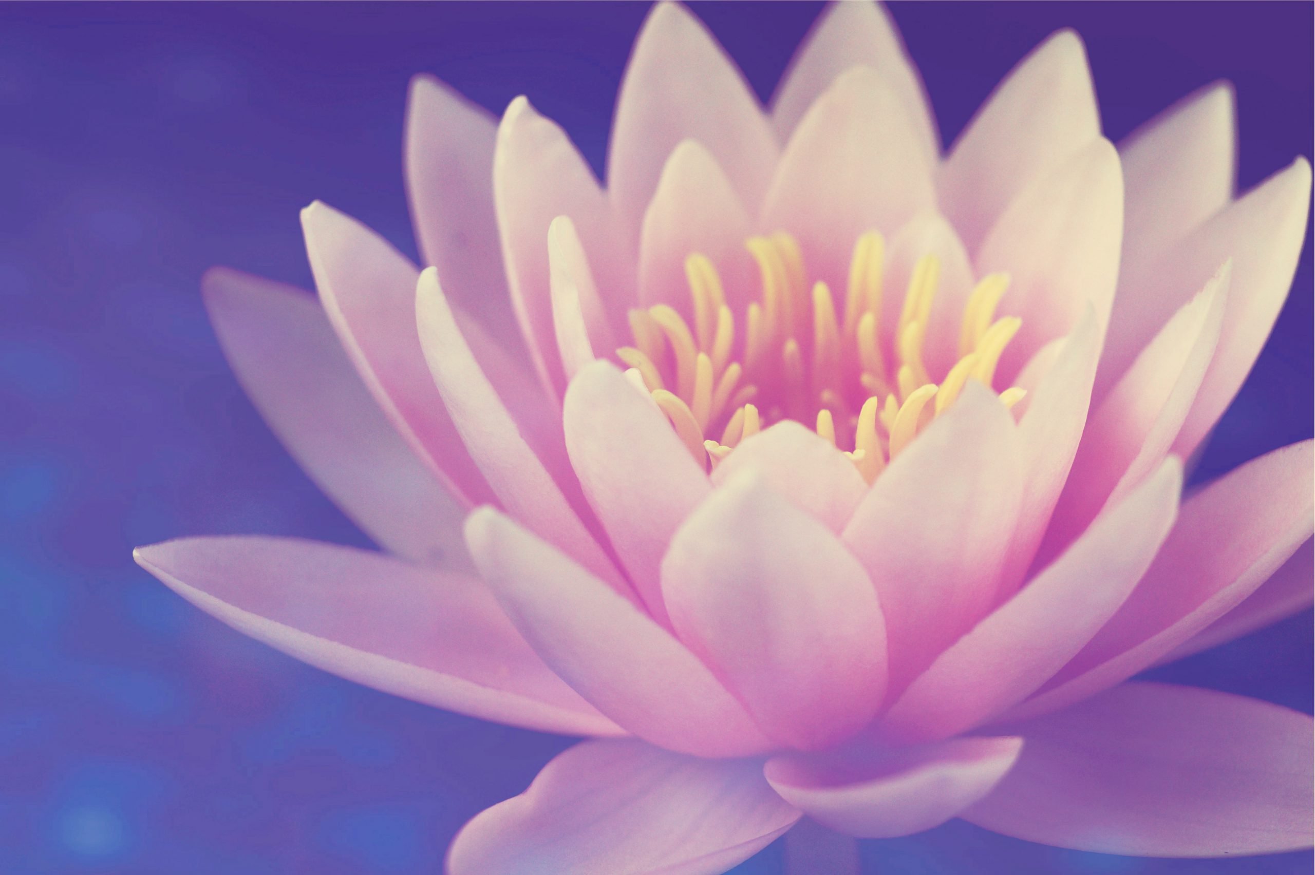 Shreem Brzee Lotus