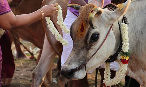 Nandi (Divine Vehicle of Shiva) Pooja & Gho (Cow) Pooja