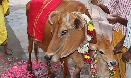 Gho (Cow) Pooja for 4 Days