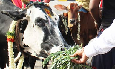 Feeding Cows with Agathi Leaves on New Moon Days
