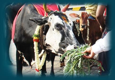 Cow Feeding Program