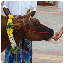 Cow Feeding