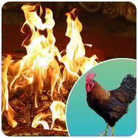 Individual Kukuta Homa