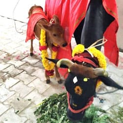 Cow Nutritional Support 12 Month Program