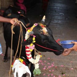 Cow Nutritional Support 6 Month Program