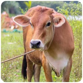 Cow Donation Program