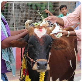 Cow Donation