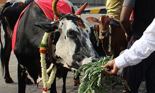Gho (Cow) Pooja & Gho (Cow) Feeding