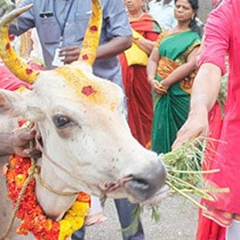 Cow Feeding