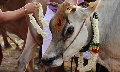 Gho (Cow) Pooja & Gho (Cow) Feeding